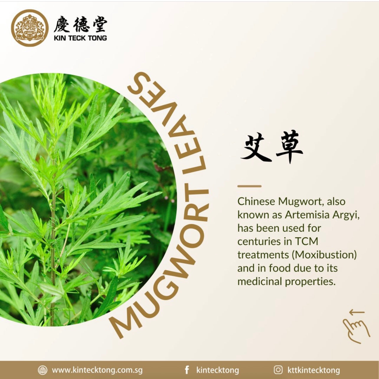 Mugwort Heat Patch (6pcs)