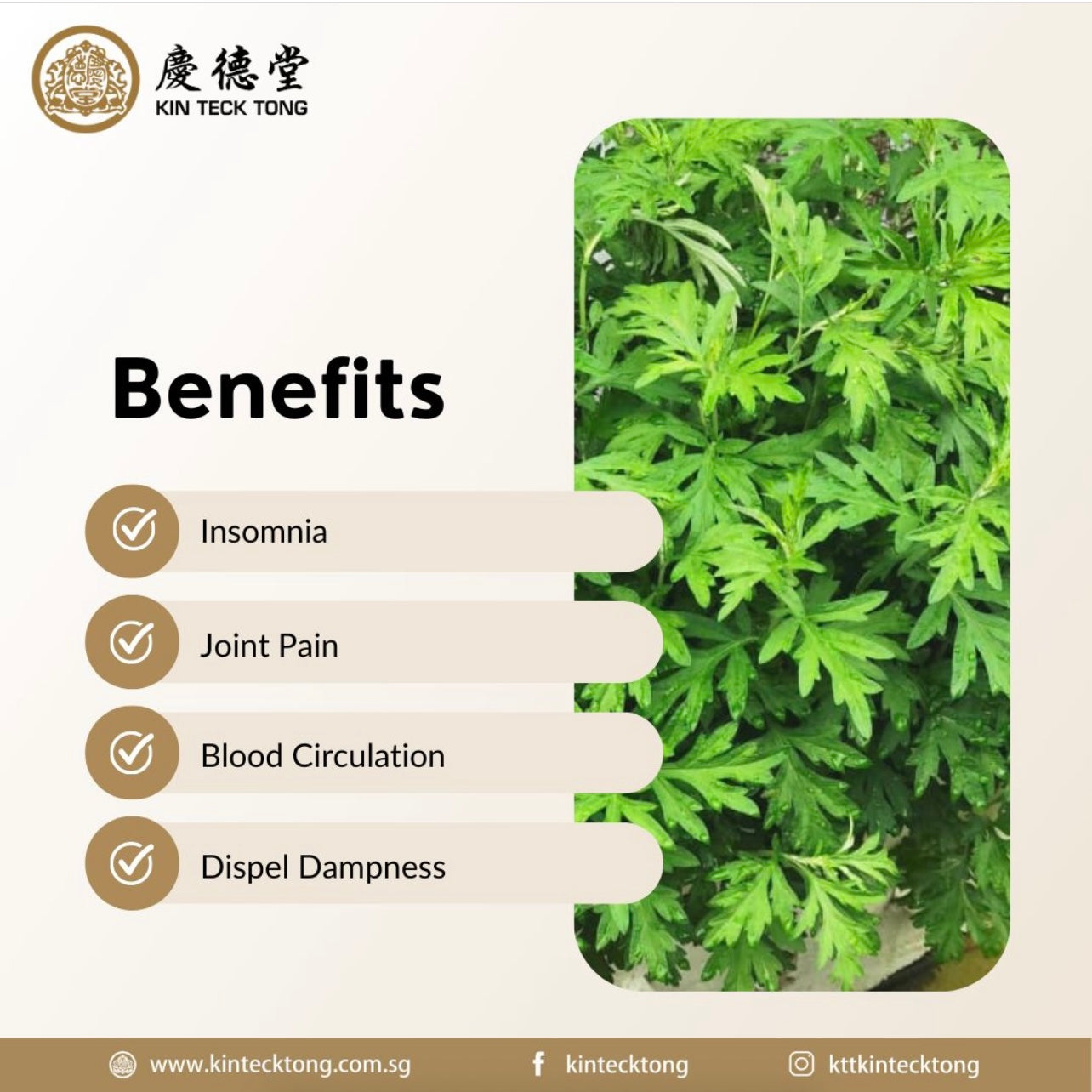 Mugwort Heat Patch (6pcs)
